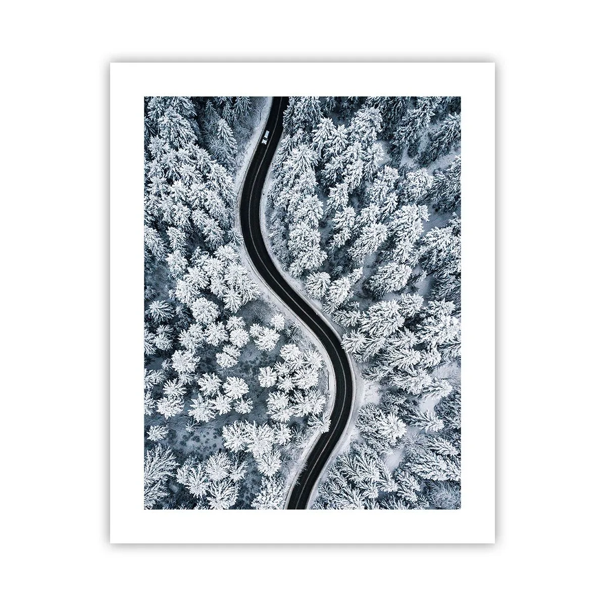 Póster - A través de un bosque invernal - 40x50 cm