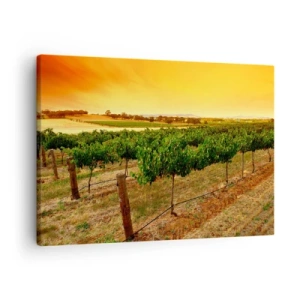 Cuadro sobre lienzo - Impresión de Imagen - Vides en una plantación al atardecer dorado - 70x50cm - Un trago del sol - Decoración de pared moderna para salón y dormitorio ARTTOR