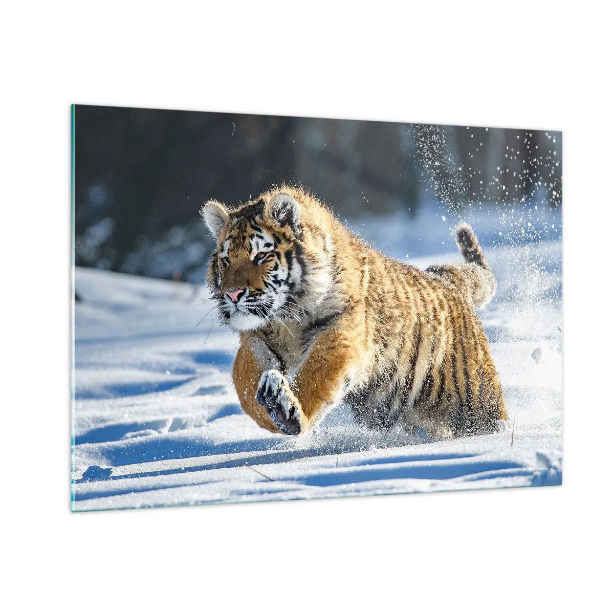 Cuadro sobre vidrio - Impresiones sobre Vidrio - Un tigre siberiano corre por la nieve en un paisaje invernal. - 100x70cm - Dios de la taiga siberiana - Decoración de pared moderna para salón y dormitorio ARTTOR