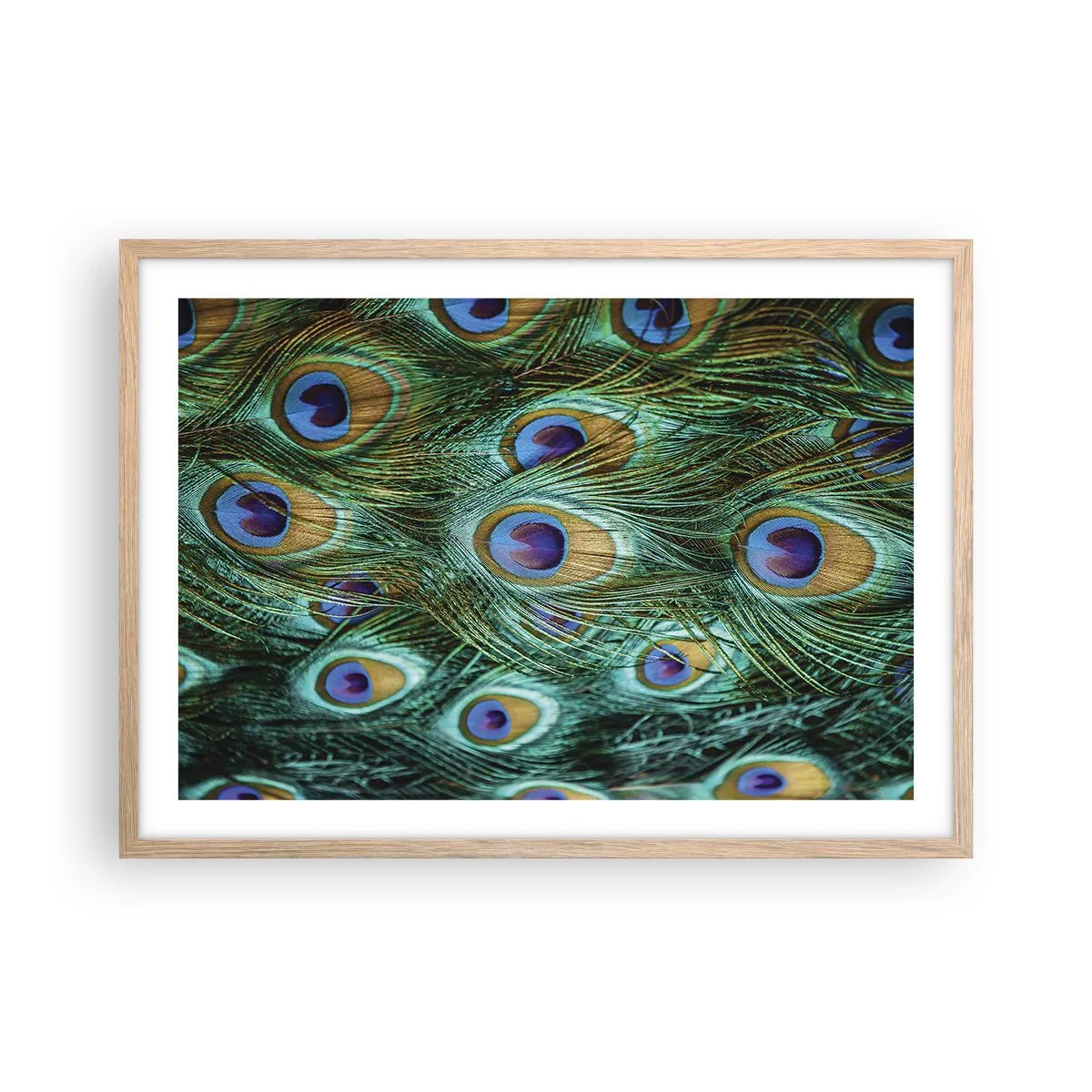 Póster en marco roble claro - Mirada de pavo real - 70x50 cm