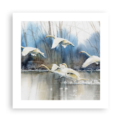 Póster - Como en un cuento de cisnes salvajes - 40x40 cm