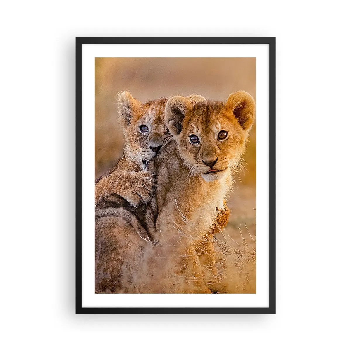 Póster en marco negro - Cachorros de león en la sabana africana - 50x70cm - ¡No molestar! Nos estamos divirtiendo - Decoración de pared moderna para salón y dormitorio ARTTOR