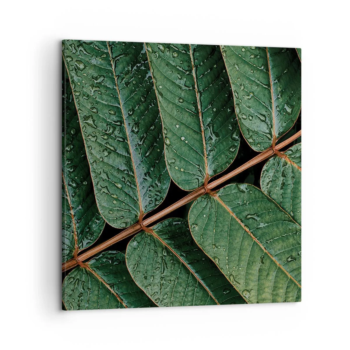 Cuadro sobre lienzo - Impresión de Imagen - En un ritmo verde - 50x50 cm