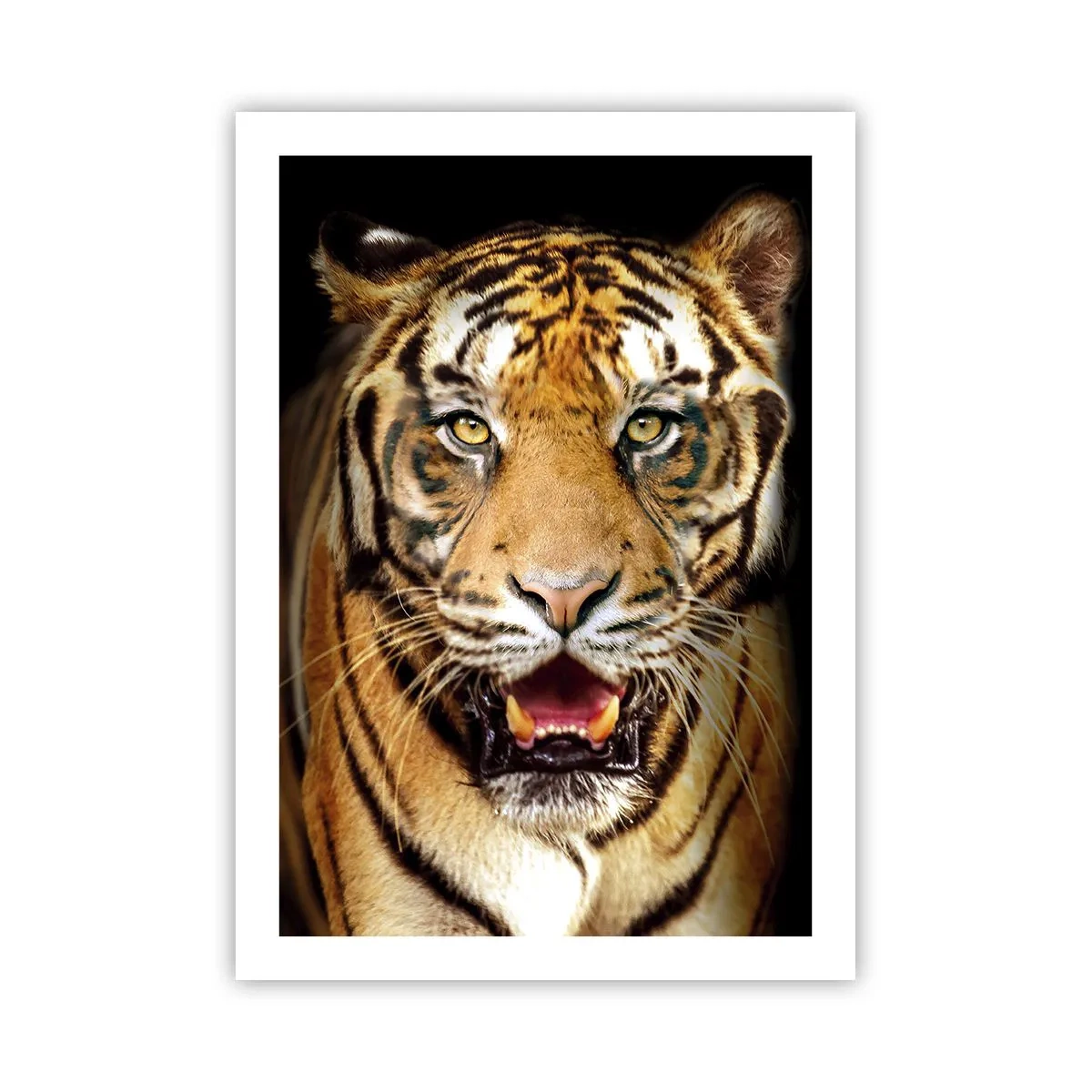 Póster - Retrato de un tigre sobre fondo negro - 50x70cm - Salvaje de corazón - Decoración de pared moderna para salón y dormitorio ARTTOR