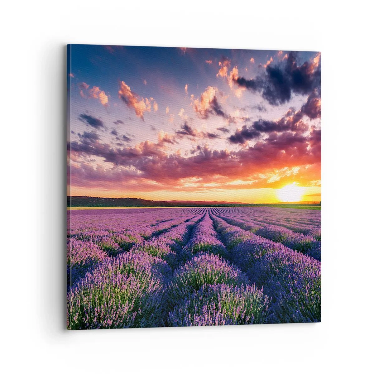 Cuadro sobre lienzo - Impresión de Imagen - El mundo de la lavanda - 70x70 cm