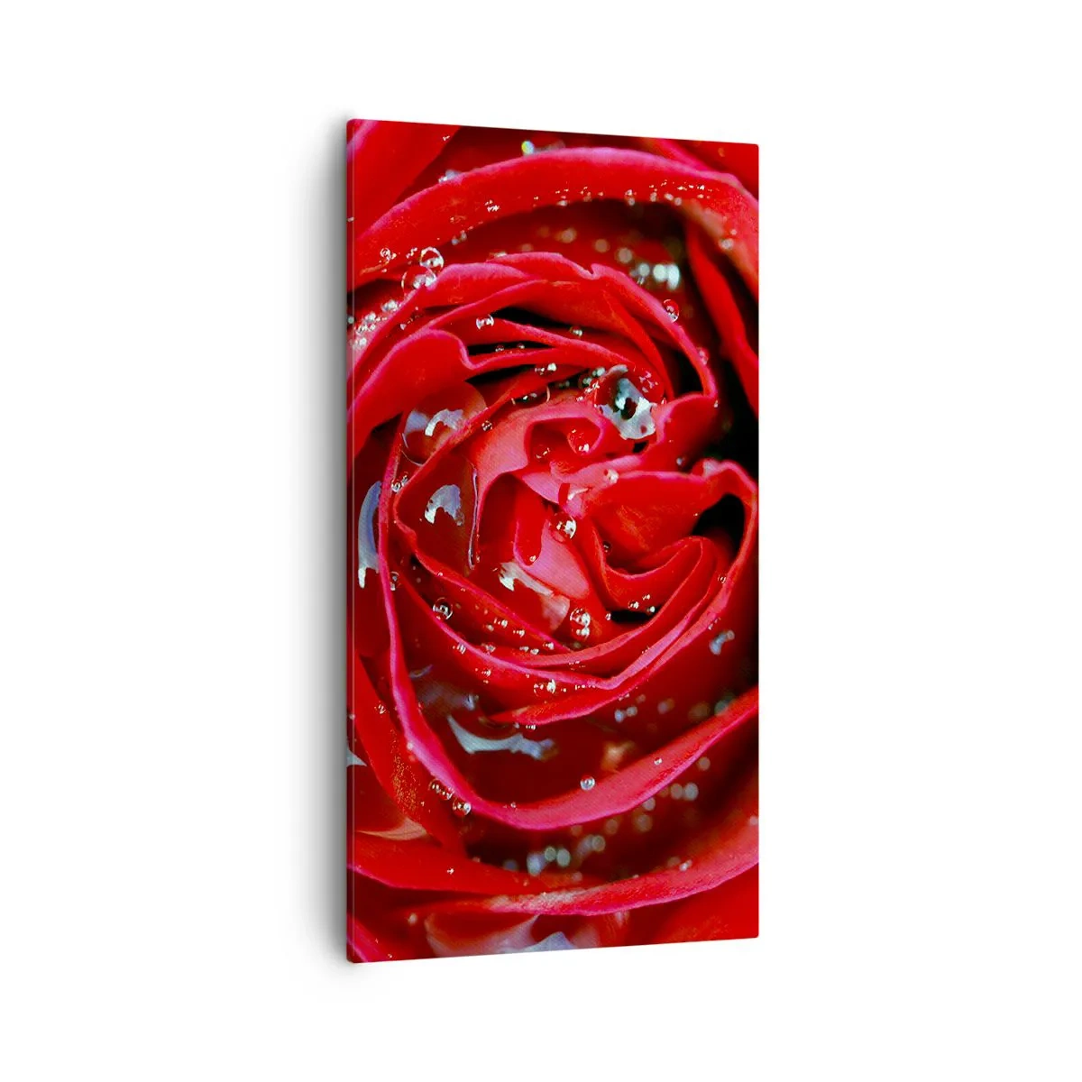 Cuadro sobre lienzo - Impresión de Imagen - En gotas de rocío - 55x100 cm