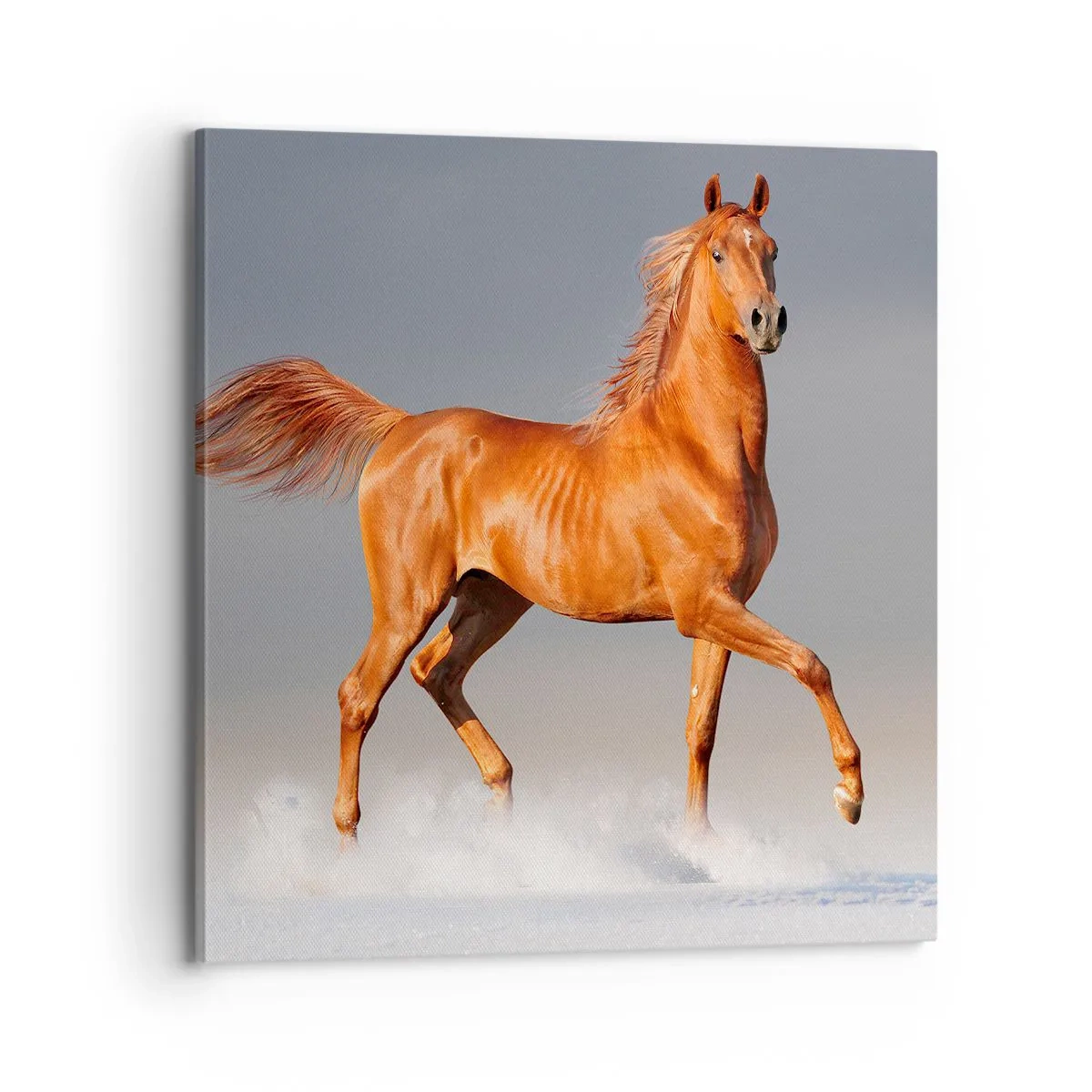 Cuadro sobre lienzo - Impresión de Imagen - Danza al viento - 70x70 cm