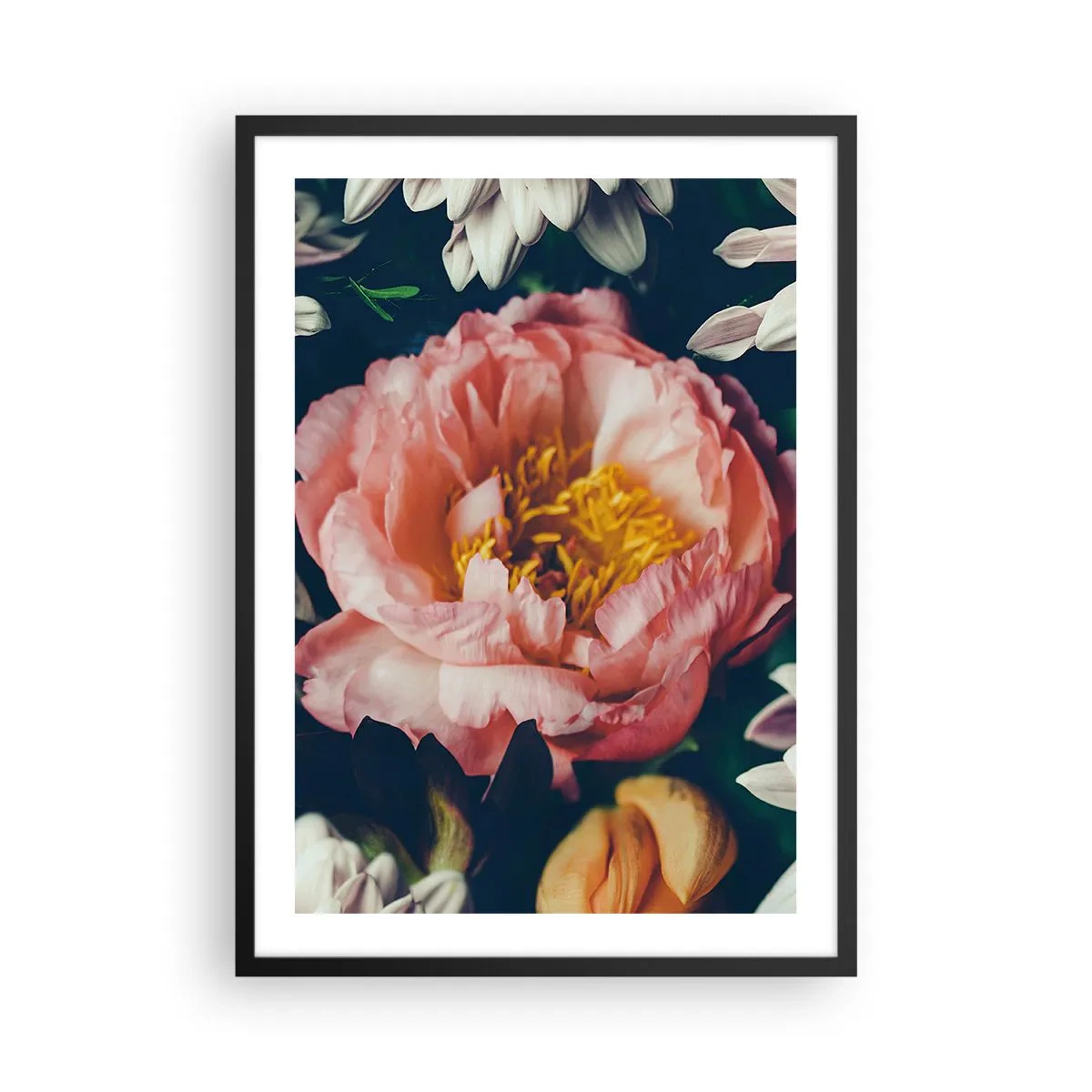 Póster en marco negro - Una flor rosa con un centro amarillo rodeada de otras flores. - 50x70cm - Con esplendor barroco - Decoración de pared moderna para salón y dormitorio ARTTOR