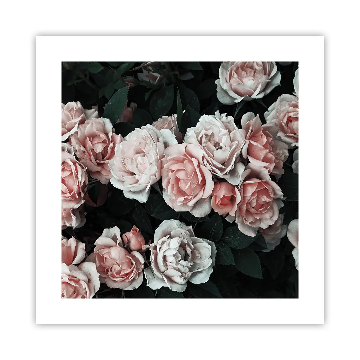 Póster - Conjunto de rosas - 40x40 cm