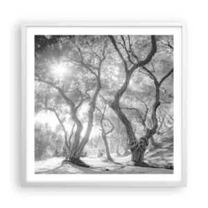 Póster en marco blanco - En un olivar - 60x60 cm