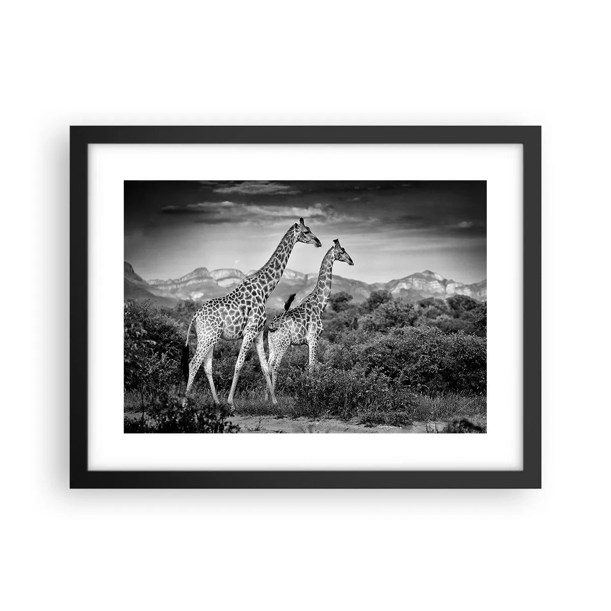 Póster en marco negro - La clase alta de África - 40x30 cm