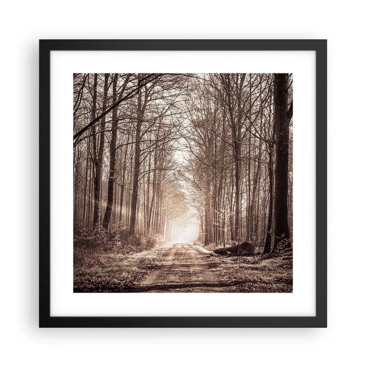 Póster en marco negro - La catedral del bosque - 40x40 cm