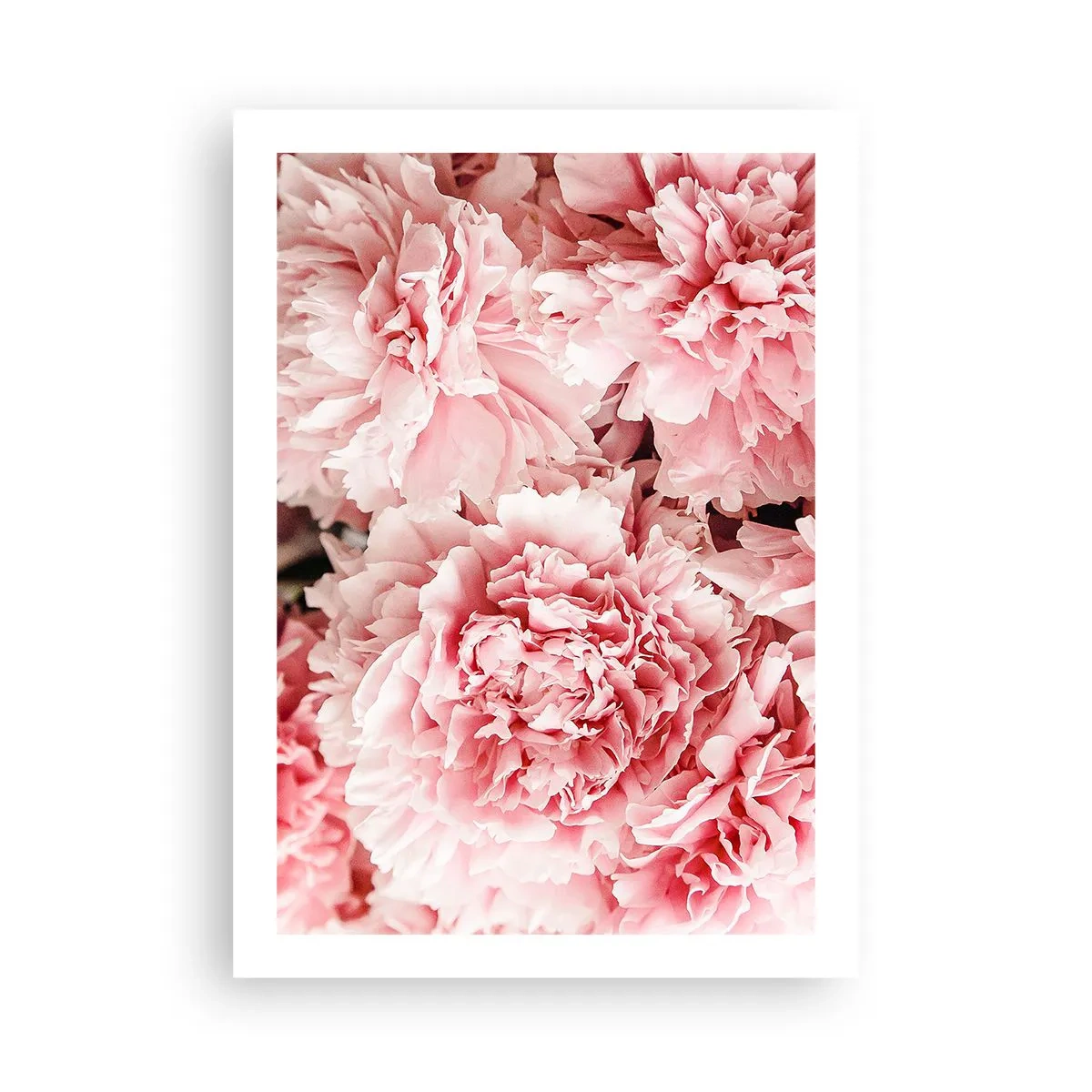 Póster - Delicadas peonías rosas en plena floración. - 50x70cm - Sueño rosa - Decoración de pared moderna para salón y dormitorio ARTTOR