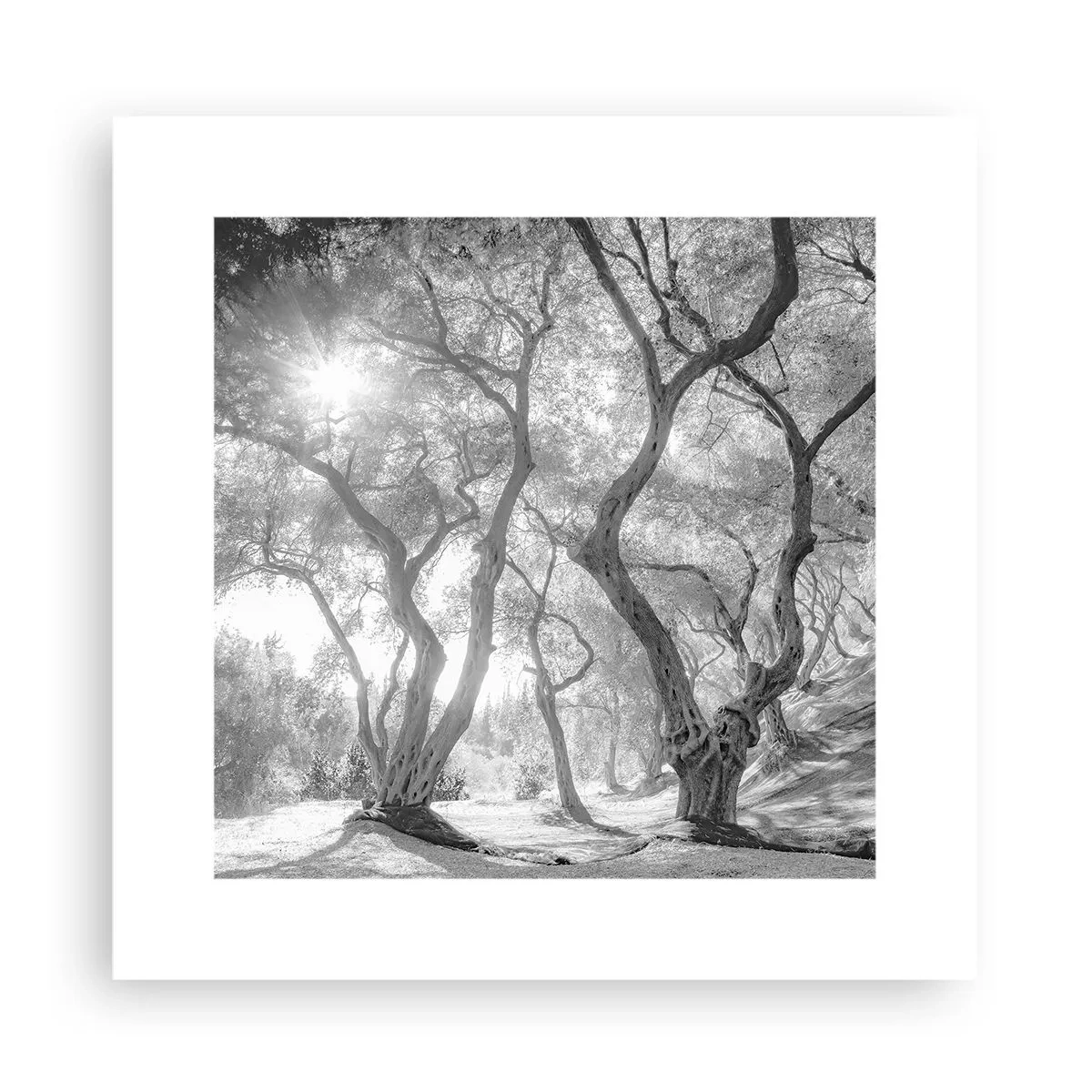 Póster - En un olivar - 30x30 cm