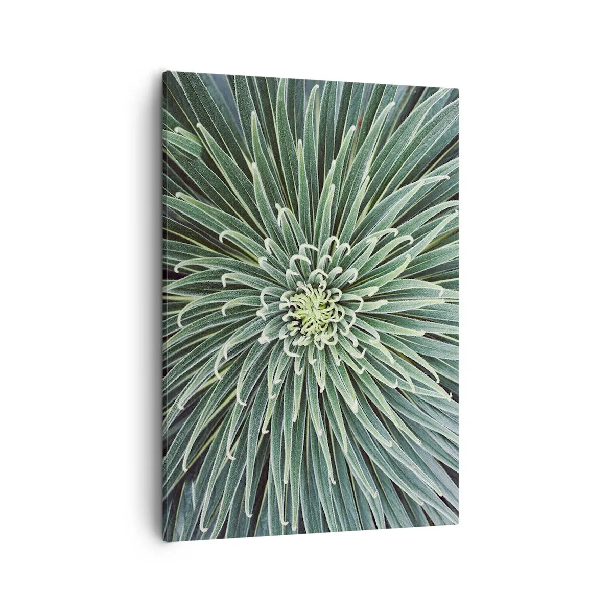 Cuadro sobre lienzo - Impresión de Imagen - Disposición simétrica de hojas verdes que se asemeja a una estrella. - 50x70cm - El nacimiento de una estrella - Decoración de pared moderna para salón y dormitorio ARTTOR