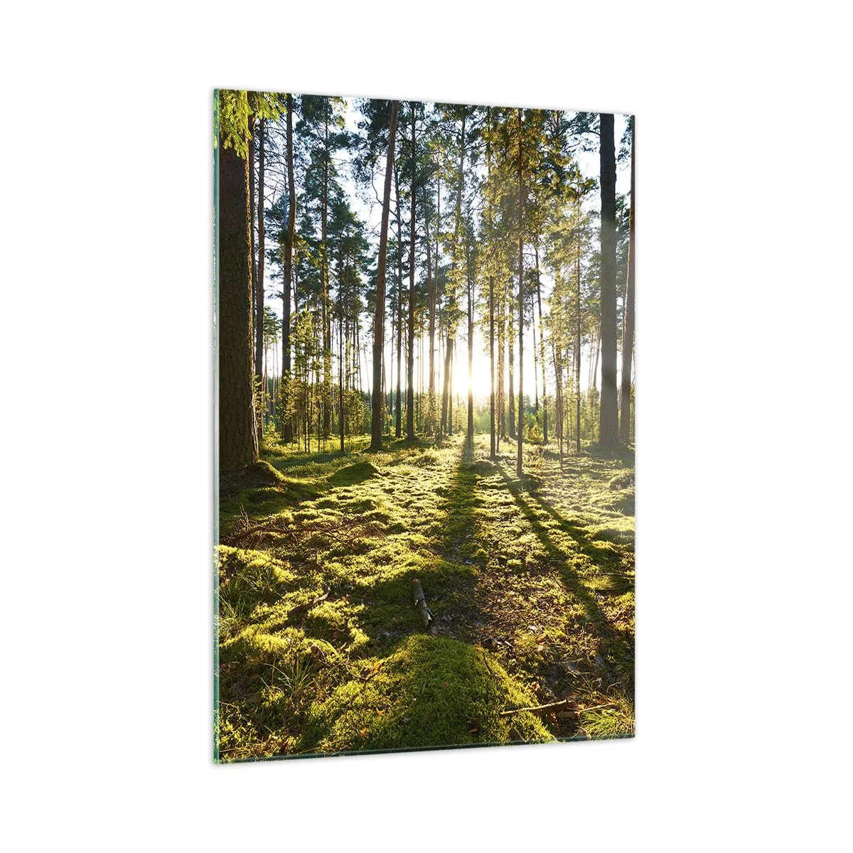 Cuadro sobre vidrio - Impresiones sobre Vidrio - Los rayos del sol penetran a través de los árboles en el bosque. - 50x70cm - ...Más allá de los siete bosques - Decoración de pared moderna para salón y dormitorio ARTTOR