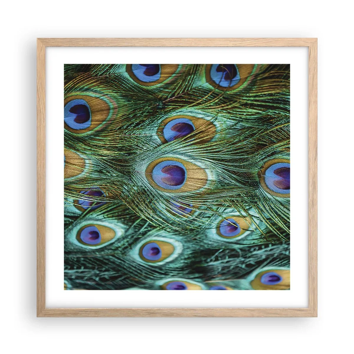 Póster en marco roble claro - Mirada de pavo real - 50x50 cm