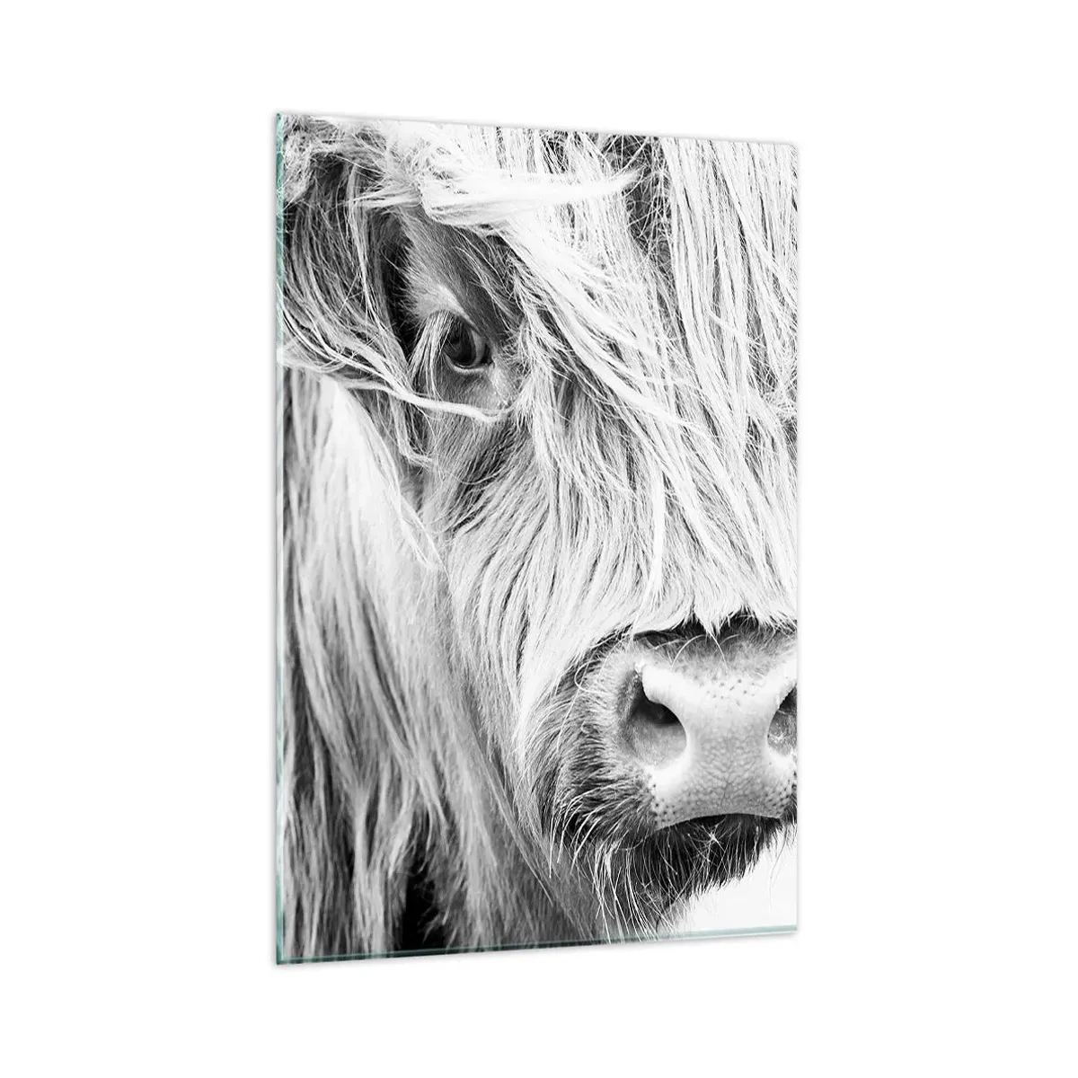 Cuadro sobre vidrio - Impresiones sobre Vidrio - Retrato de una vaca escocesa en blanco y negro - 80x120cm - La naturaleza escocesa - Decoración de pared moderna para salón y dormitorio ARTTOR