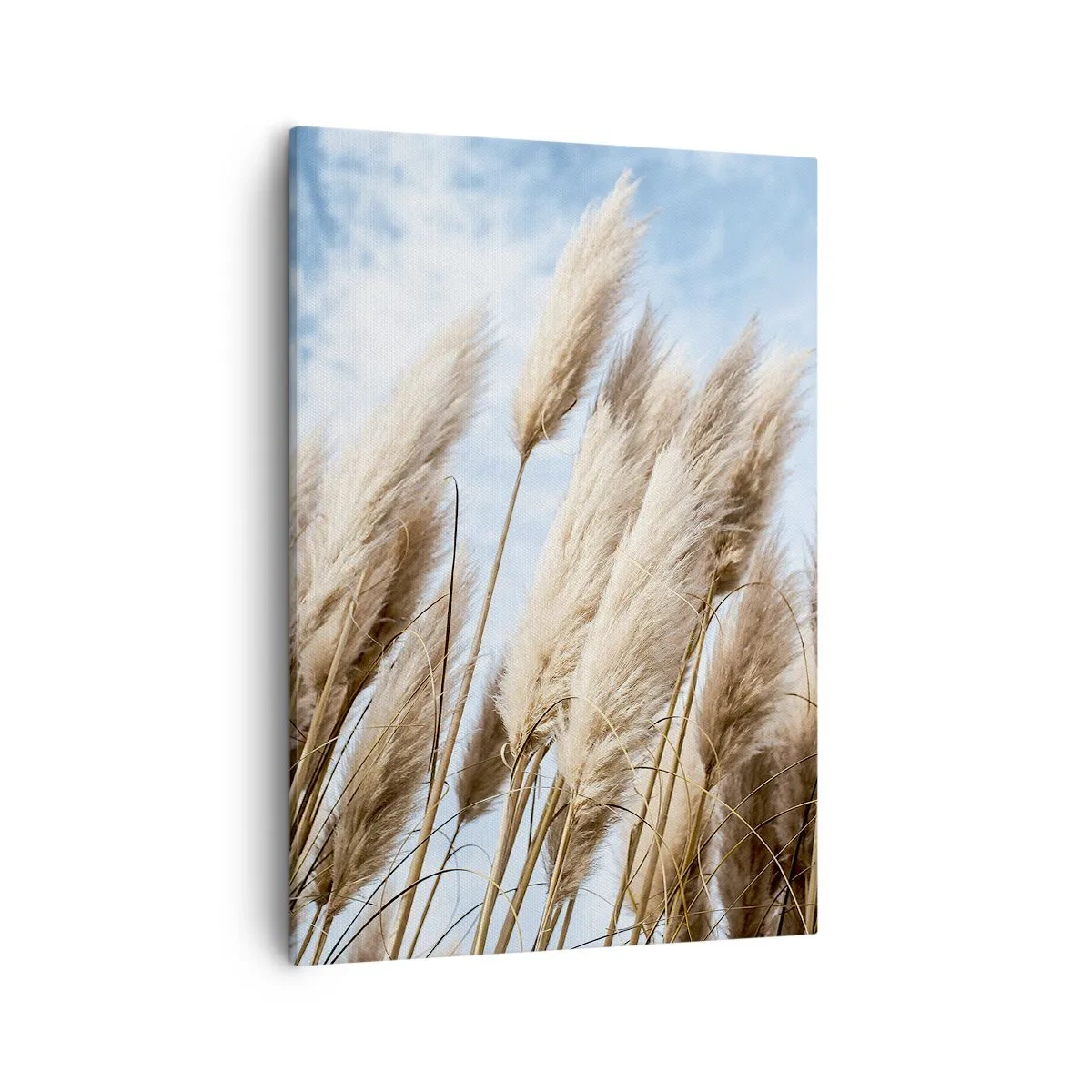 Cuadro sobre lienzo - Impresión de Imagen - Delicadas hierbas de la pampa contra un cielo azul con nubes ligeras - 50x70cm - Una caricia soleada y ventosa - Decoración de pared moderna para salón y dormitorio ARTTOR