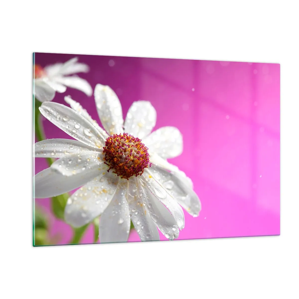 Cuadro sobre vidrio - Impresiones sobre Vidrio - Fotografía macro de una flor blanca con gotas de rocío sobre un fondo rosa. - 120x80cm - Modesto en su belleza - Decoración de pared moderna para salón y dormitorio ARTTOR