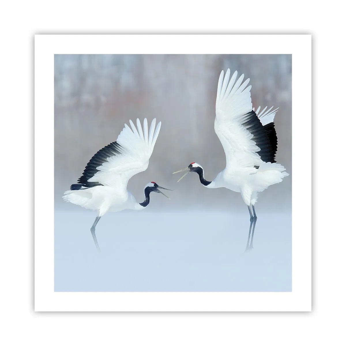 Póster - Danza en la niebla - 50x50 cm