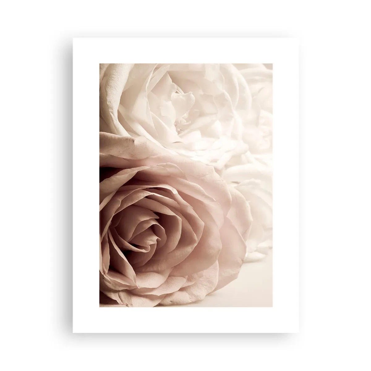 Póster - En el corazón de una rosa - 30x40 cm