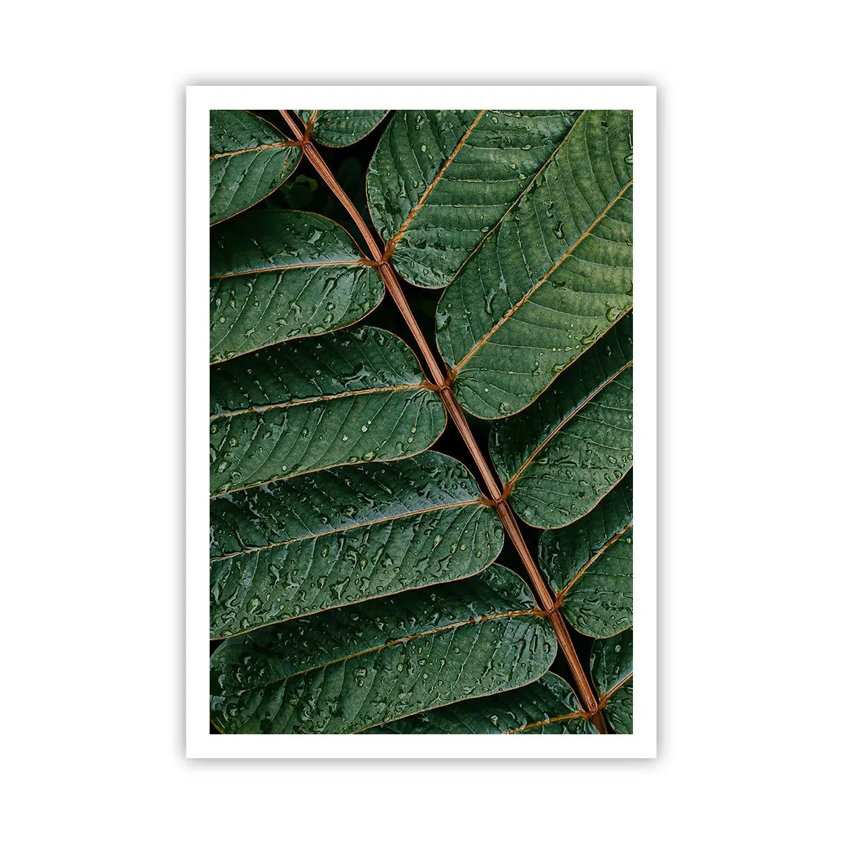 Póster - En un ritmo verde - 70x100 cm