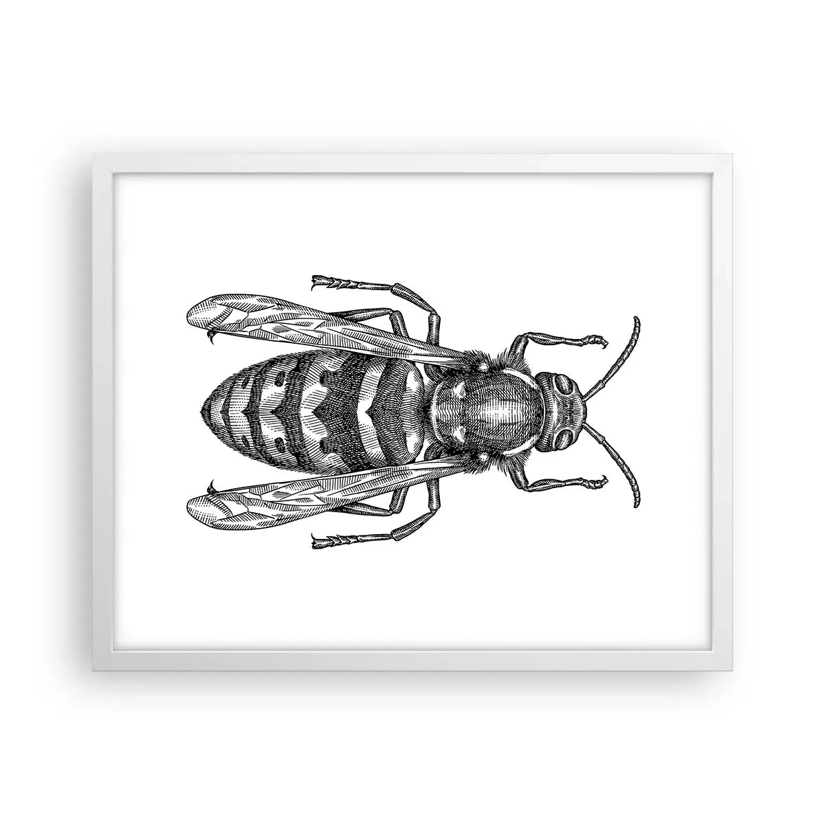 Póster en marco blanco - Desde un planeta de insectos - 50x40 cm