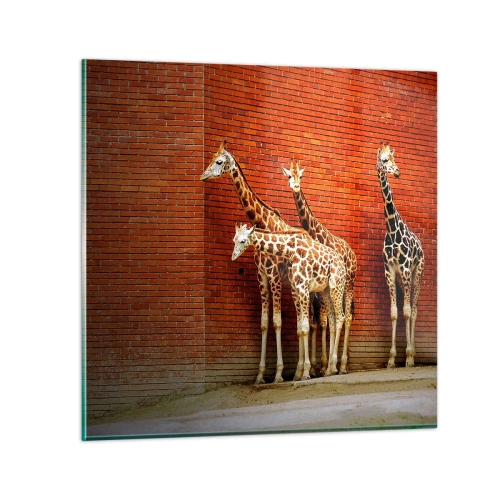 Cuadro sobre vidrio - Impresiones sobre Vidrio - ¿Ves alguna acacia? - 30x30 cm