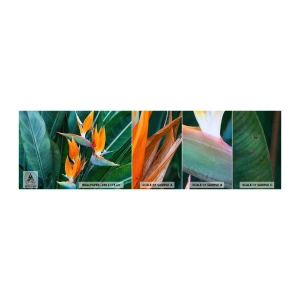 Muestra de fotomural autoadhesivo Deluxe Sticker - ¿Es una flor o es un pájaro? - Strelitzia real, Flor, África - 100x30 cm