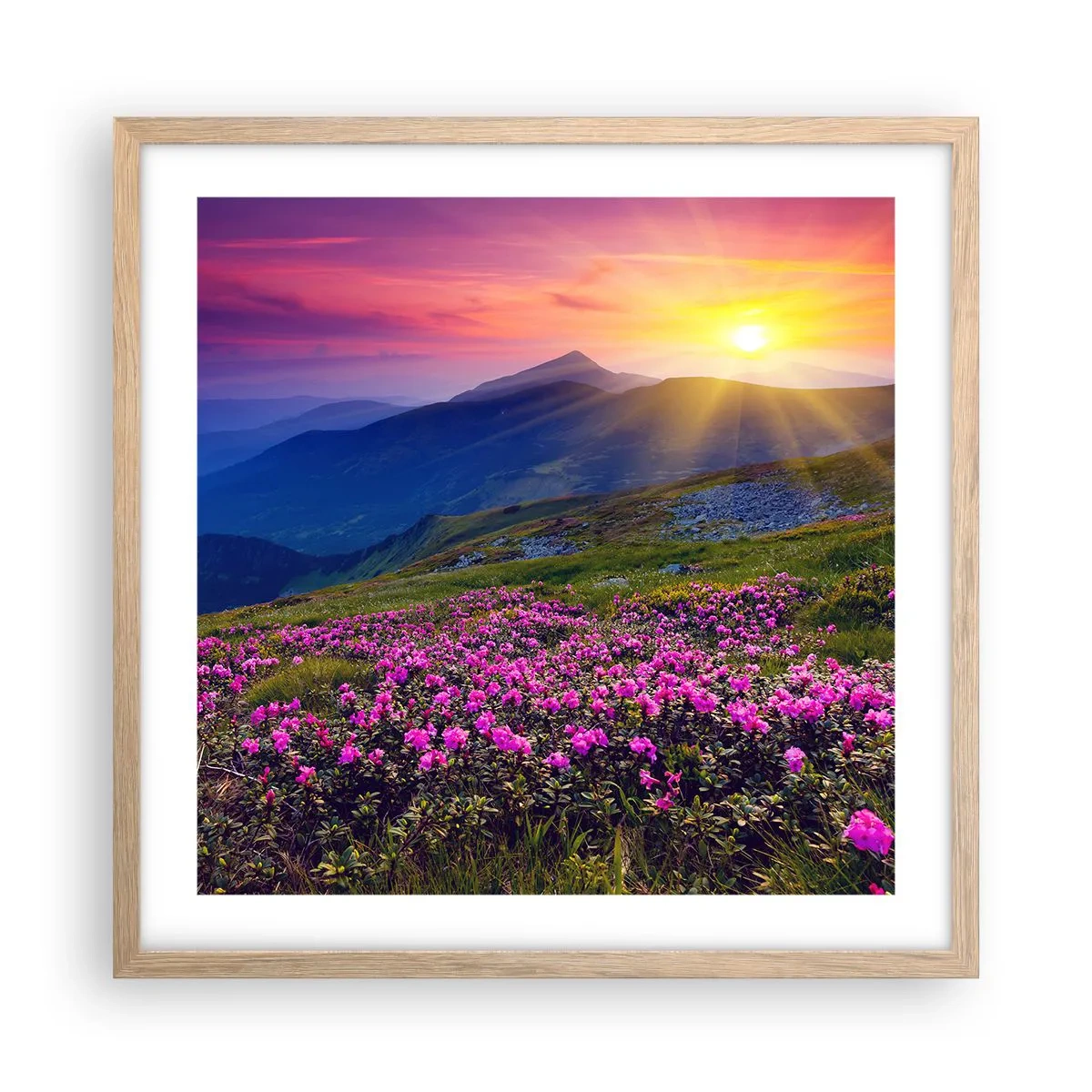 Póster en marco roble claro - ... Y el aroma a hierbas está por todas partes - 50x50 cm