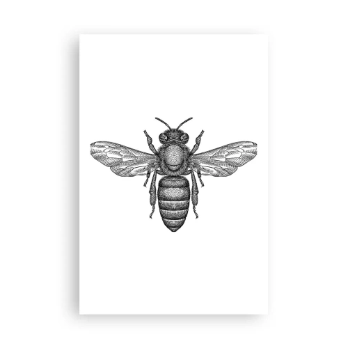 Póster - Retrato de insecto - 61x91 cm