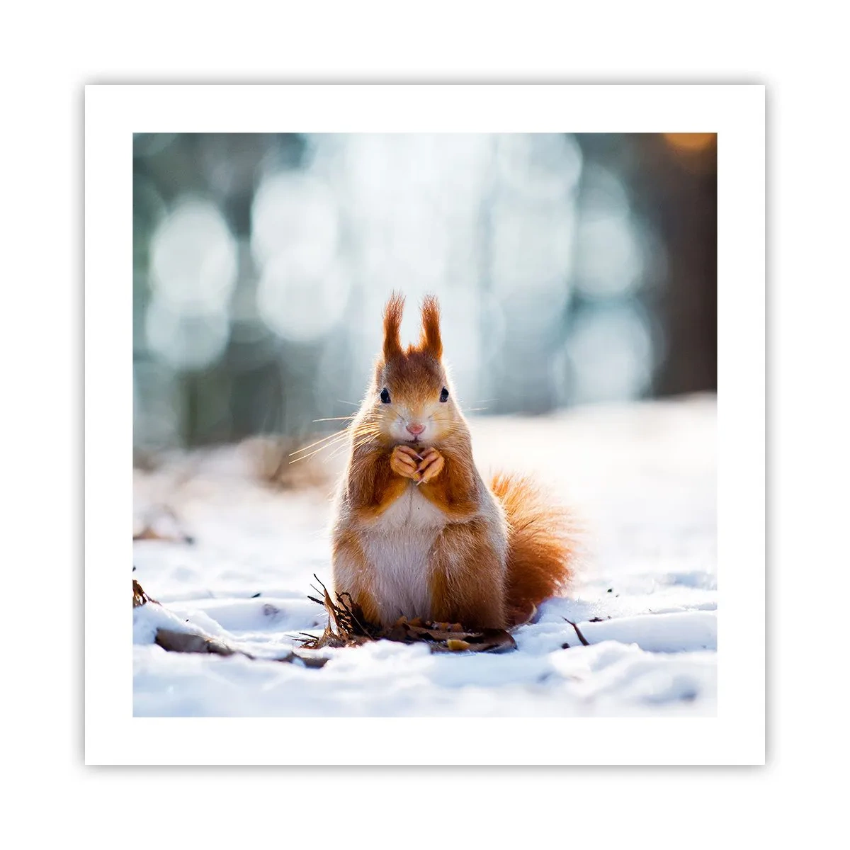 Póster - ¿Qué estás mirando? - 50x50 cm