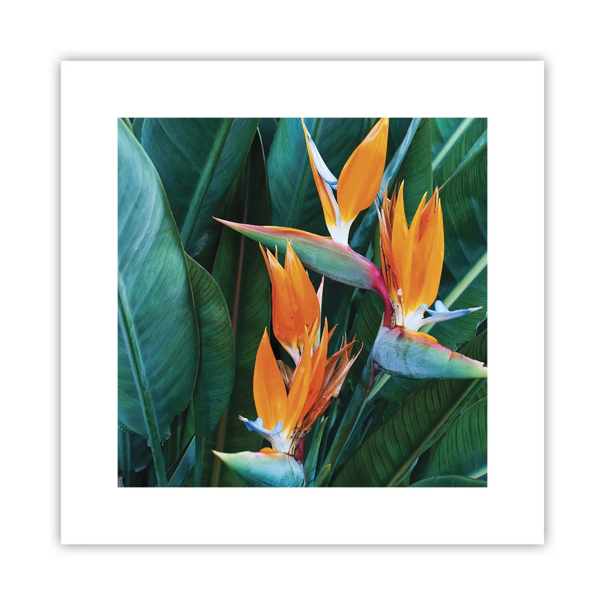 Póster - ¿Es una flor o es un pájaro? - 30x30 cm