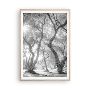 Póster en marco roble claro - En un olivar - 70x100 cm