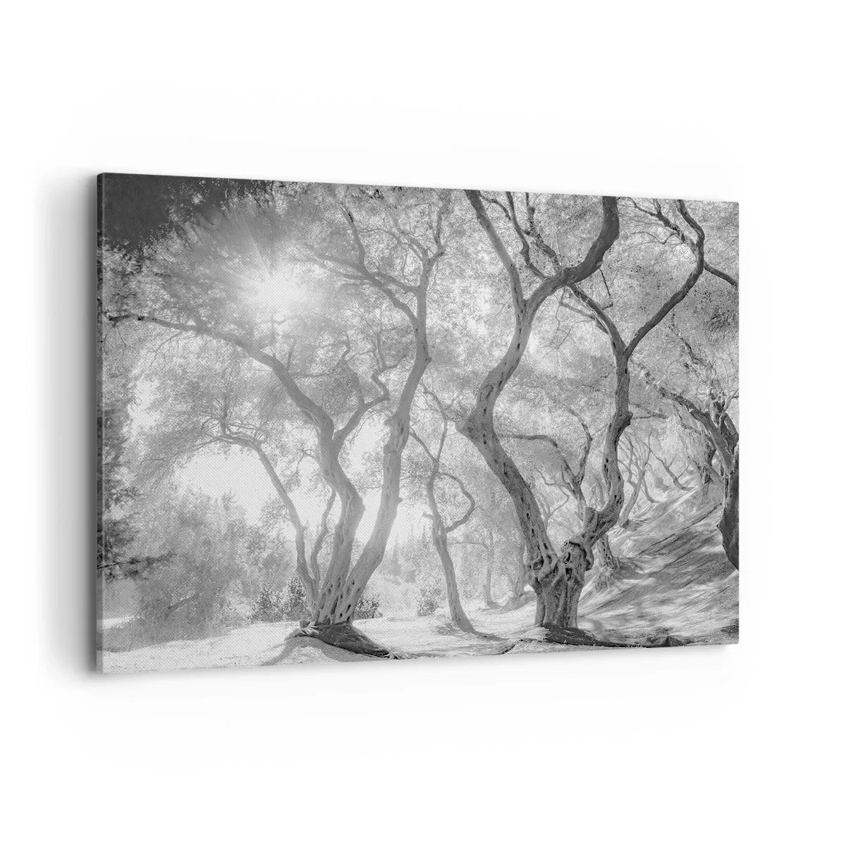 Cuadro sobre lienzo - Impresión de Imagen - Vista en blanco y negro de árboles en un olivar con rayos de sol. - 100x70cm - En un olivar - Decoración de pared moderna para salón y dormitorio ARTTOR