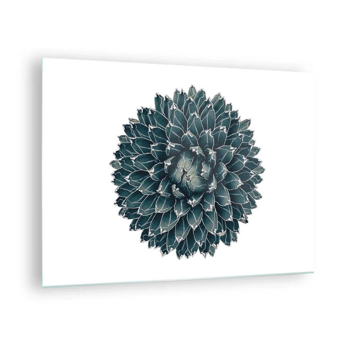 Cuadro sobre vidrio - Impresiones sobre Vidrio - Patrón simétrico de planta suculenta sobre fondo blanco. - 70x50cm - Estrella del desierto - Decoración de pared moderna para salón y dormitorio ARTTOR