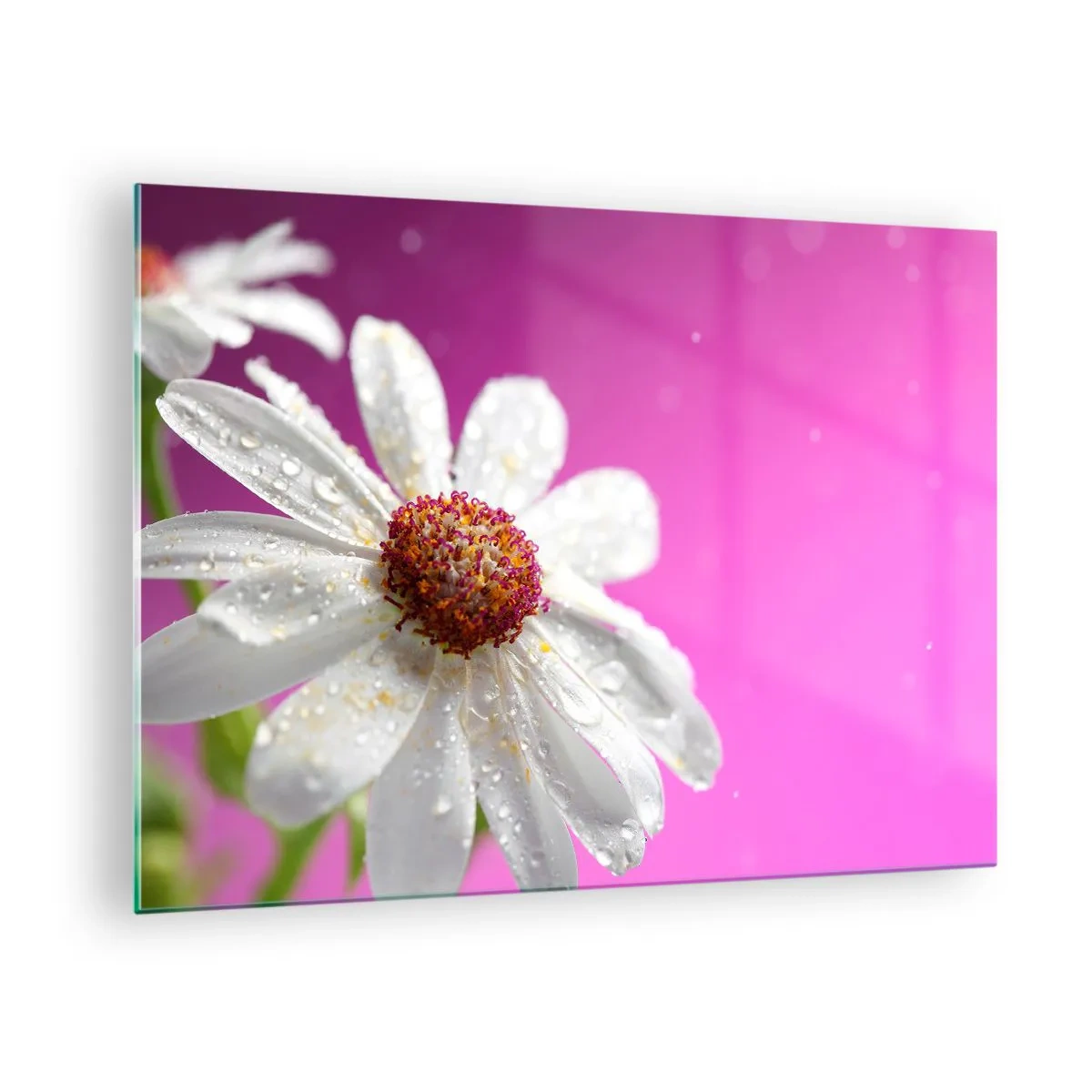 Cuadro sobre vidrio - Impresiones sobre Vidrio - Fotografía macro de una flor blanca con gotas de rocío sobre un fondo rosa. - 70x50cm - Modesto en su belleza - Decoración de pared moderna para salón y dormitorio ARTTOR