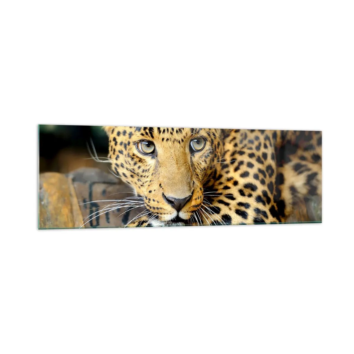 Cuadro sobre vidrio - Impresiones sobre Vidrio - Retrato de un leopardo en su entorno natural. - 160x50cm - No tengas miedo, vamos - Decoración de pared moderna para salón y dormitorio ARTTOR