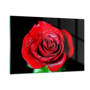 Cuadro sobre vidrio - Impresiones sobre Vidrio - Una rosa roja cubierta de gotas de rocío sobre un fondo oscuro. - 120x80cm - Eso es el amor - Decoración de pared moderna para salón y dormitorio ARTTOR