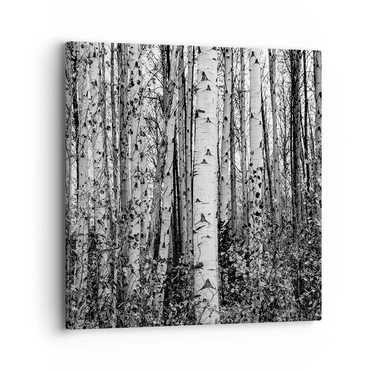 Cuadro sobre lienzo - Impresión de Imagen - Columnas de abedules - 30x30 cm