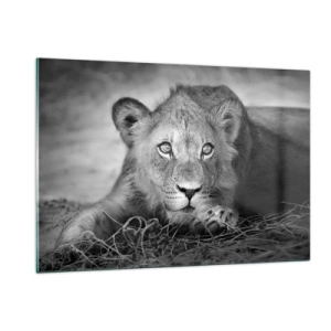 Cuadro sobre vidrio - Impresiones sobre Vidrio - Un cachorro de león en blanco y negro mirando a la cámara. - 120x80cm - Un cachorro real - Decoración de pared moderna para salón y dormitorio ARTTOR
