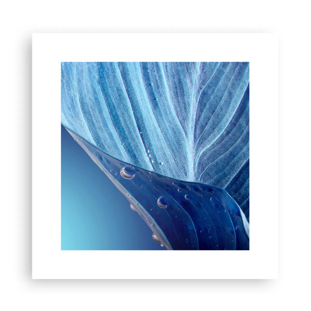 Póster - Gotas ocultas de azul - 30x30 cm