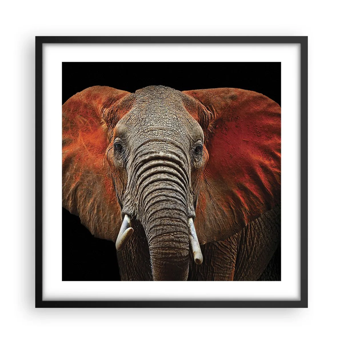 Póster en marco negro - Soy salvaje, ¿y tú? - 50x50 cm