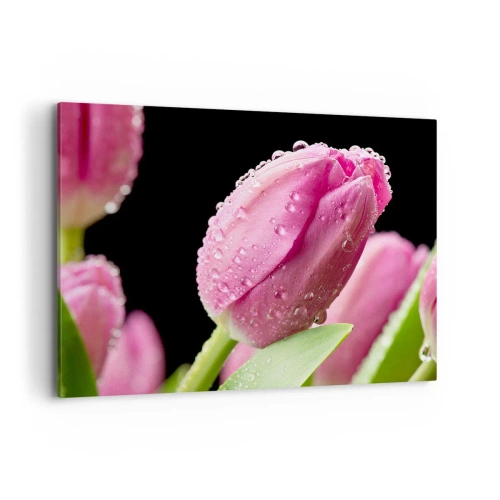 Cuadro sobre lienzo - Impresión de Imagen - Tulipán rosa con gotas de agua sobre fondo negro - 100x70cm - Un sueño de lilas en el rocío - Decoración de pared moderna para salón y dormitorio ARTTOR