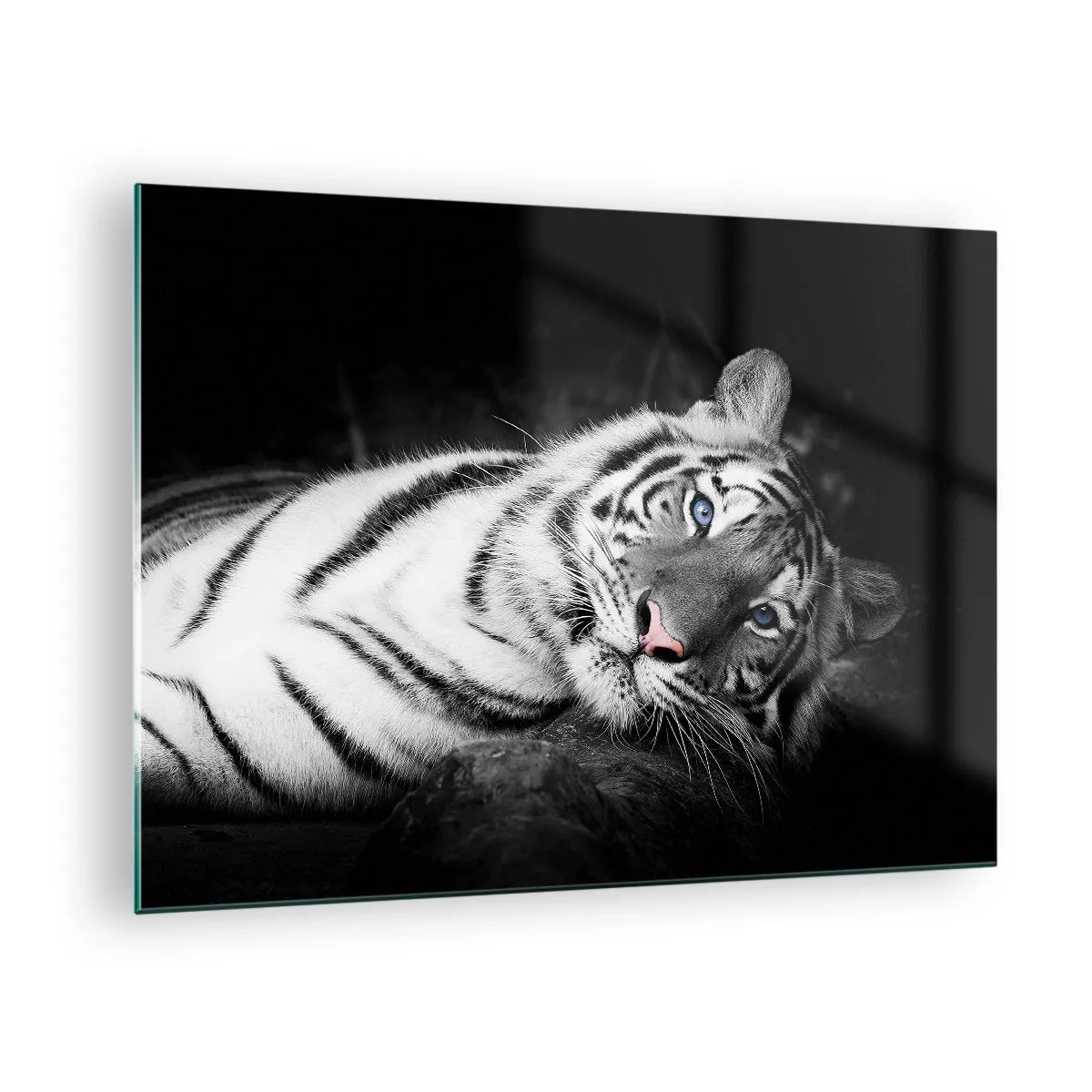 Cuadro sobre vidrio - Impresiones sobre Vidrio - Un tigre blanco con ojos azules en un entorno en blanco y negro. - 70x50cm - Salvaje y tranquilo - Decoración de pared moderna para salón y dormitorio ARTTOR