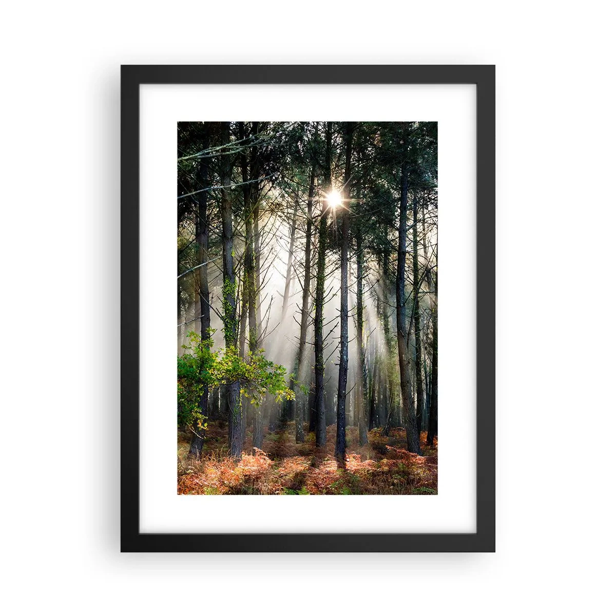 Póster en marco negro - La belleza del bosque - 30x40 cm