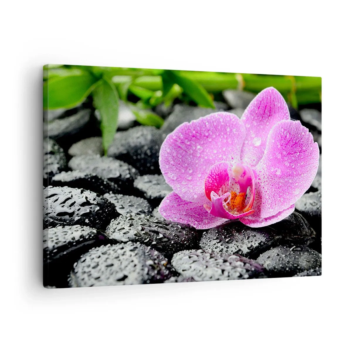 Cuadro sobre lienzo - Impresión de Imagen - Orquídea rosa sobre piedras negras mojadas con hojas verdes - 70x50cm - Como un corazón abierto - Decoración de pared moderna para salón y dormitorio ARTTOR