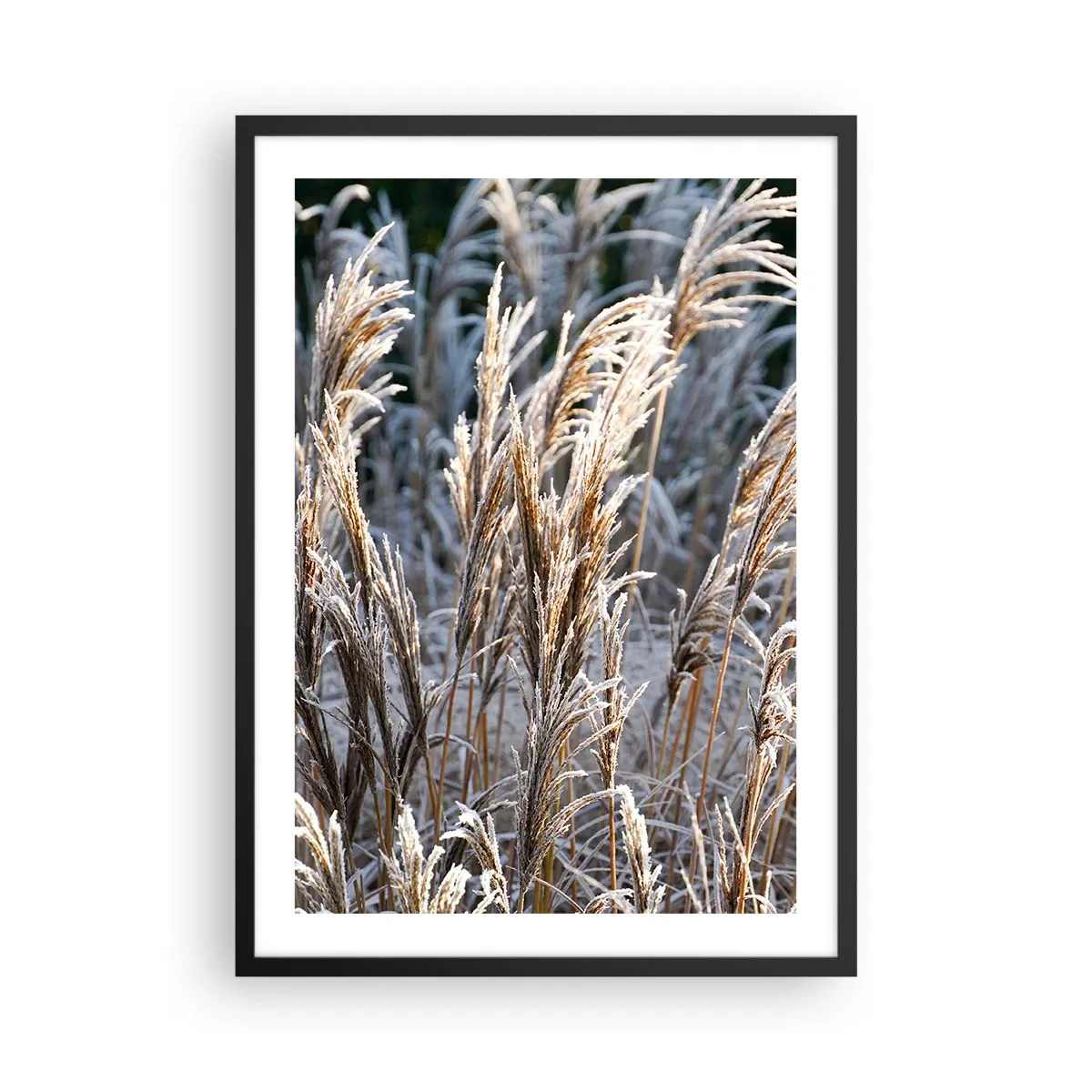 Póster en marco negro - Hierbas secas cubiertas de escarcha en un paisaje invernal - 50x70cm - Campos y campos - Decoración de pared moderna para salón y dormitorio ARTTOR