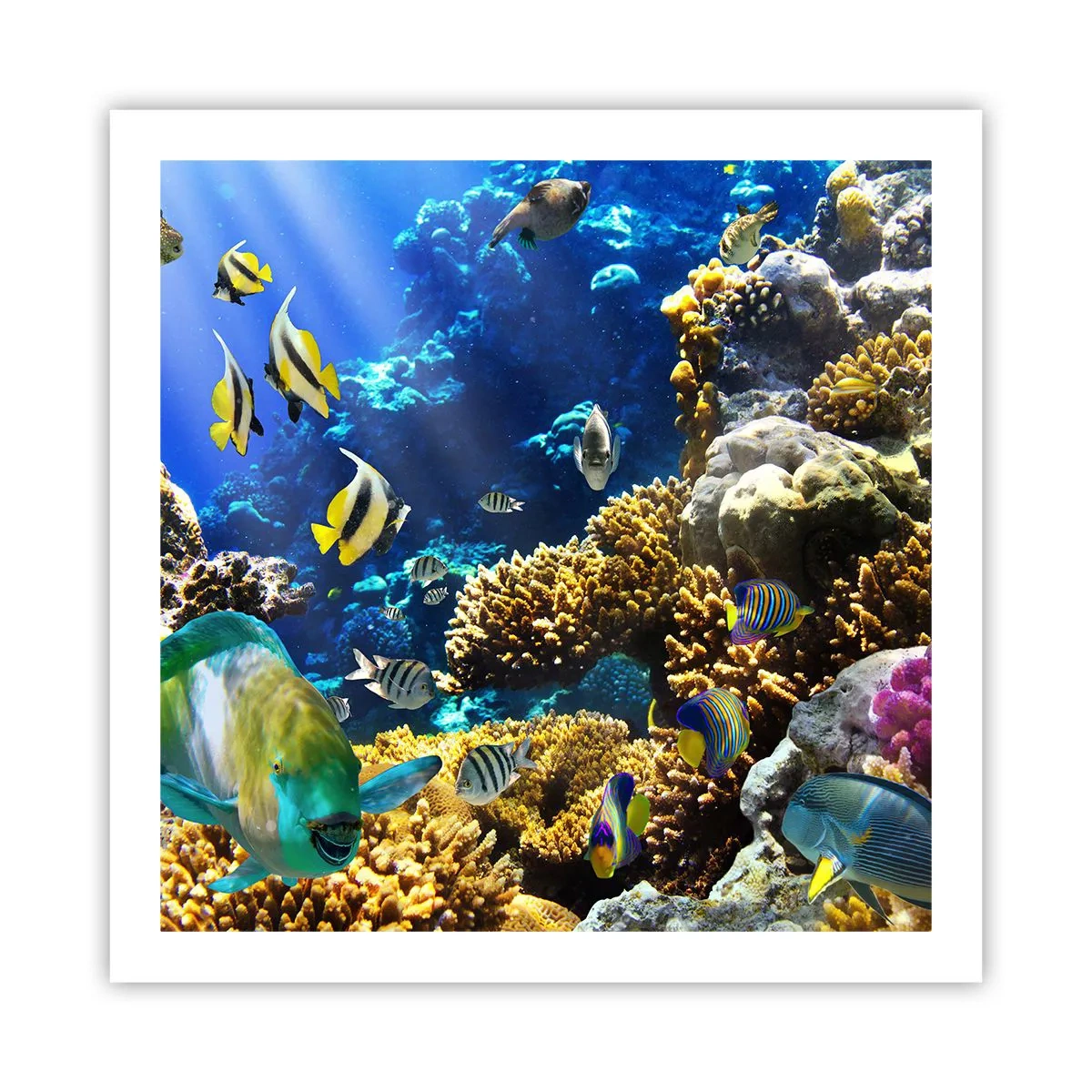 Póster - Vacaciones submarinas - 60x60 cm